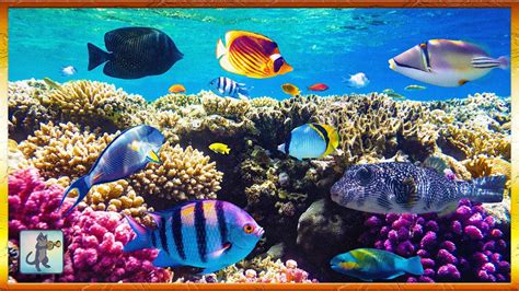 fish video|2 Hours of Beautiful Coral Reef Fish, Relaxing Ocean Fish  .
